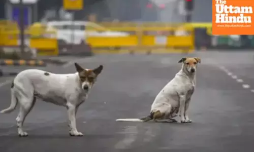 Supreme Court’s big order on stray dogs: remove them from hospitals and stations, sterilize and shelter them