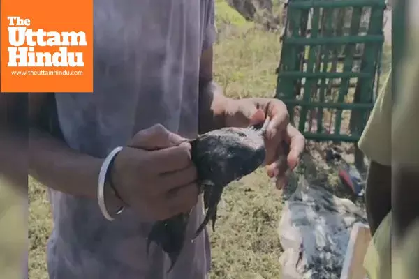 Rare Amazon Catfish Found in Bihar Canal, Crowd Gathers to See Unusual Catch Rare Amazon Catfish Found in Bihar Canal, Crowd Gathers to See Unusual Catch