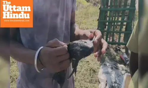 Rare Amazon Catfish Found in Bihar Canal, Crowd Gathers to See Unusual Catch