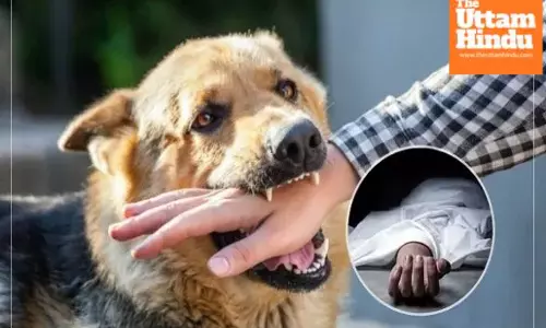 Govt move on public safety: Rs 5 lakh aid for victims who die from dog bite incidents
