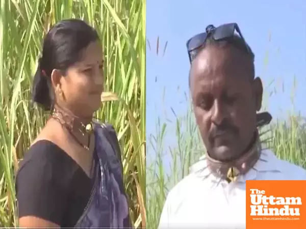 Thorn in the neck: Pune farmers don spiked collars to outsmart deadly leopards