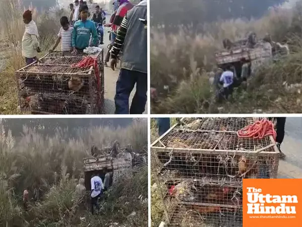 Pick-up overturns, chickens scatter : villagers swarm to loot while injured driver lies helpless; hunt spreads into bushes Pick-up overturns, chickens scatter : villagers swarm to loot while injured driver lies helpless; hunt spreads into bushes