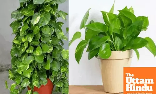 Boost Your Good Fortune with Money Plant: Tie These 3 Things and You’ll Never Face Money Problems
