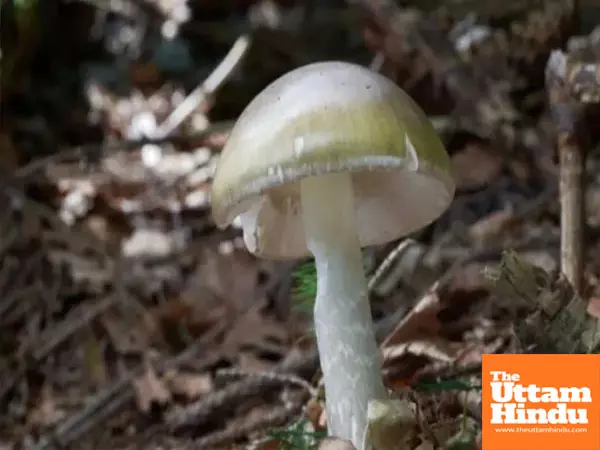 Mushroom mayhem: US issues warning as deadly lookalikes lick their way into the plate Mushroom mayhem: US issues warning as deadly lookalikes lick their way into the plate