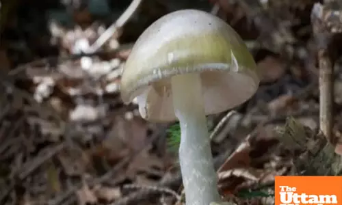 Mushroom mayhem: US issues warning as deadly lookalikes lick their way into the plate