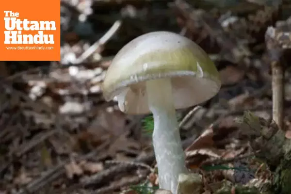 Mushroom lovers, beware! U.S. issues warning as deadly ‘Death Cap’ mushrooms cause liver damage and deaths