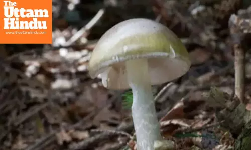 Mushroom lovers, beware! U.S. issues warning as deadly ‘Death Cap’ mushrooms cause liver damage and deaths