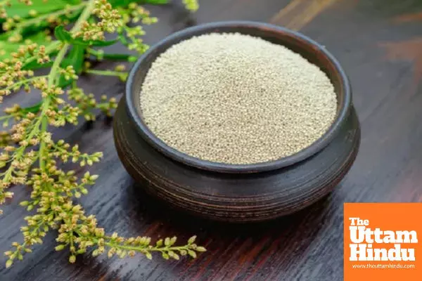 Amaranth Seeds: A Superfood for Everyone From Elderly to Pregnant Women, Offering Multiple Health Benefits Amaranth Seeds: A Superfood for Everyone From Elderly to Pregnant Women, Offering Multiple Health Benefits