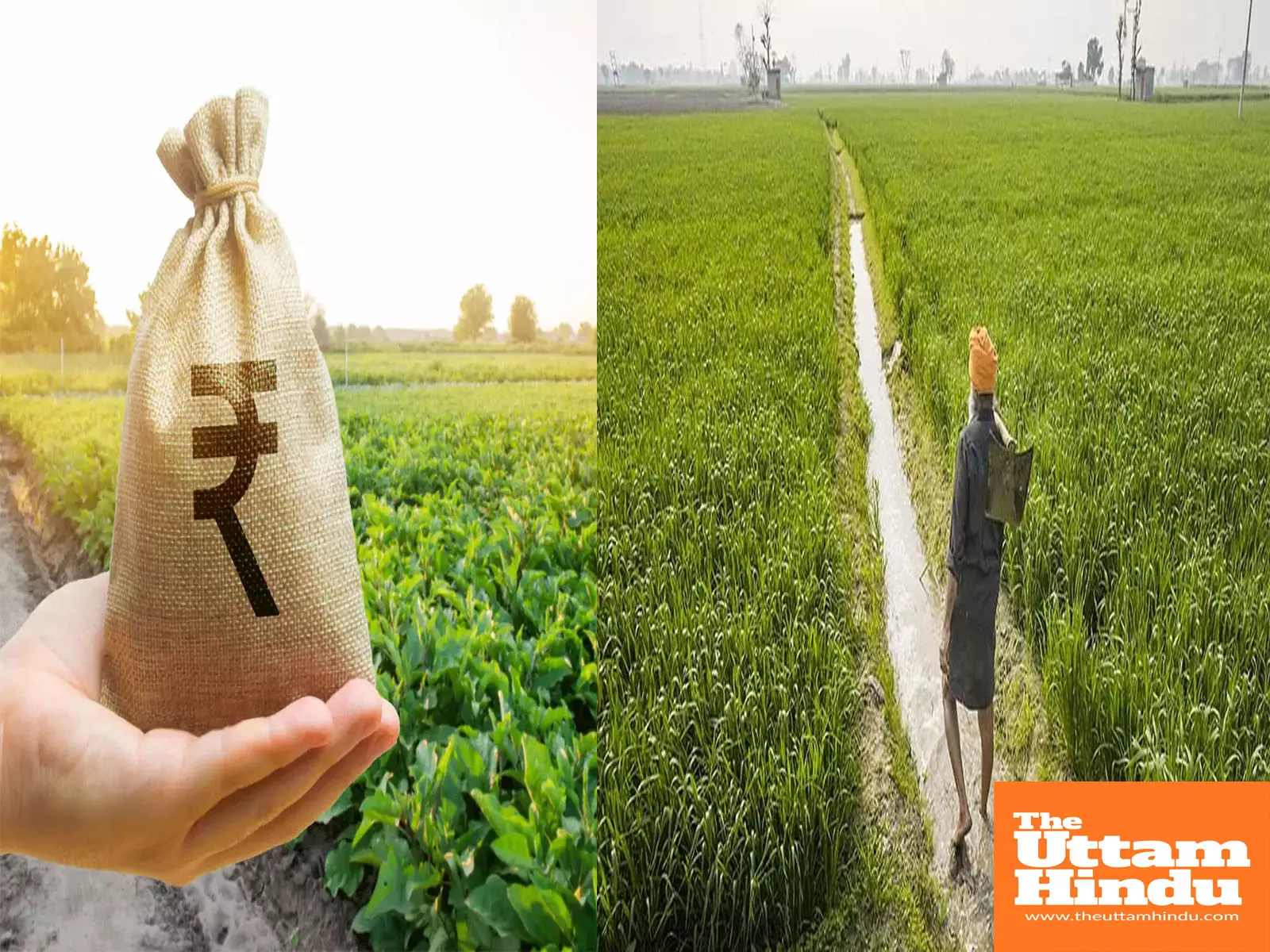 Mann government stands with farmers: Promises to purchase every sack of paddy Mann government stands with farmers: Promises to purchase every sack of paddy