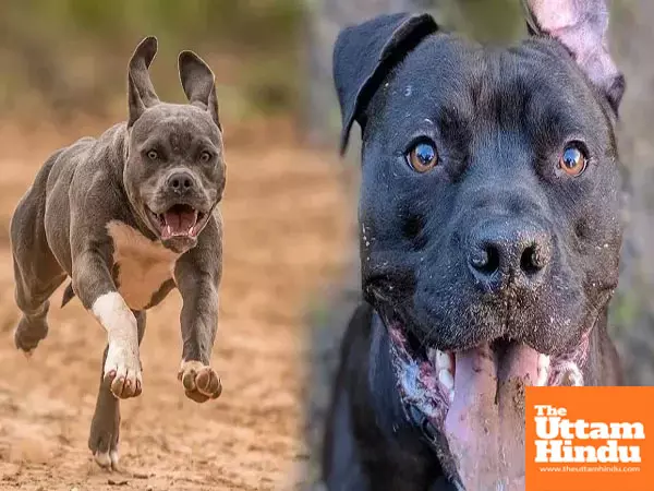 Big house, big responsibility: Govt unveils new rules for owners of aggressive dog breeds Big house, big responsibility: Govt unveils new rules for owners of aggressive dog breeds