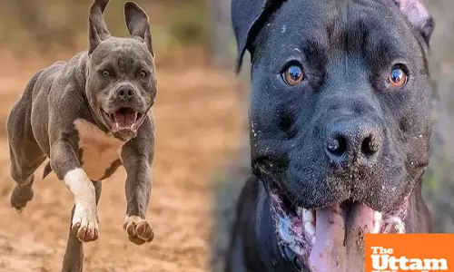 Big house, big responsibility: Govt unveils new rules for owners of aggressive dog breeds