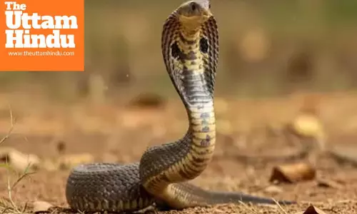 Sons kill father using snakes for insurance money in Tamil Nadu