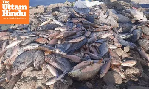 Fisheries department registers 14 cases of illegal fish sale in Himachal, collects Rs 11,800 as fine