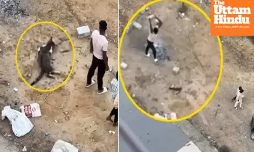 Pregnant wife attacked by cat – husband brutally kills feline in graphic video