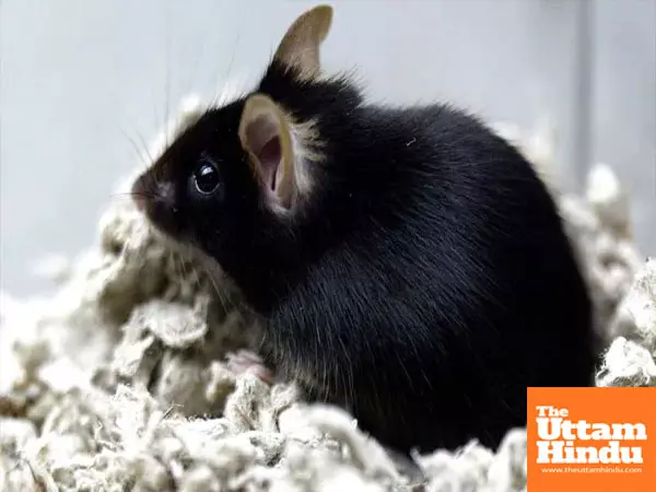 Mouse returns from space, gives birth to 9 healthy pups - a promising sign for human space travel Mouse returns from space, gives birth to 9 healthy pups - a promising sign for human space travel