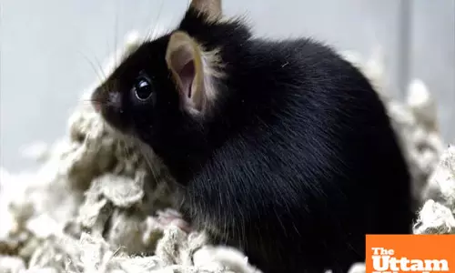 Mouse returns from space, gives birth to 9 healthy pups - a promising sign for human space travel