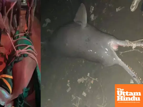 Ganges shock: 10-foot giant Dolphin carcass washes up, Forest Dept. scrams to investigate Ganges shock: 10-foot giant Dolphin carcass washes up, Forest Dept. scrams to investigate