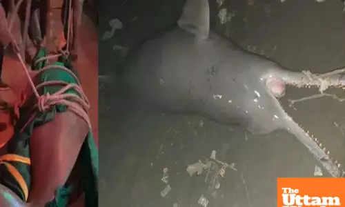 Ganges shock: 10-foot giant Dolphin carcass washes up, Forest Dept. scrams to investigate