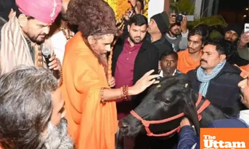 Brijbhushans lavish gift: Rare Shyama cow presented to Sadguru Riteshwar maharaj, the price will shock you