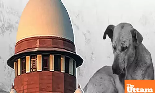 SC mulls stray dog dilemma: Cant predict when dog will bite, court tells pet lovers