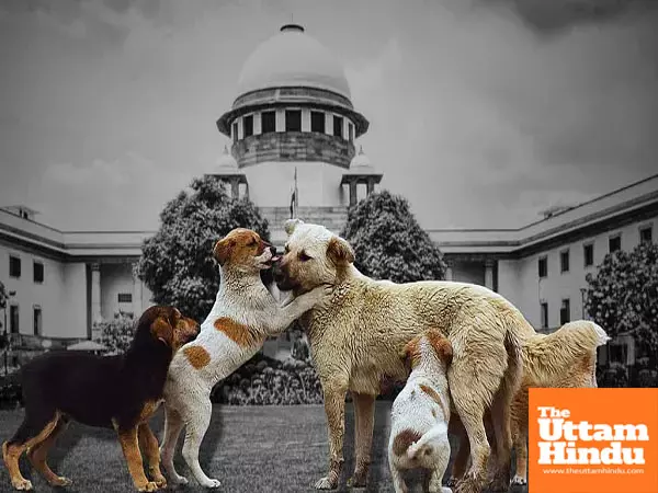 Supreme Court: Dont cuff stray dogs, just follow ABC rules; dogs can sense fear, attack if scared Supreme Court: Dont cuff stray dogs, just follow ABC rules; dogs can sense fear, attack if scared