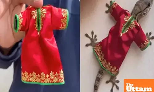 Lizards runway-ready look: is this reptile rocking the latest designer dress?