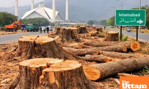 Pakistan cuts down 29,000+ trees, govt defends move citing health concerns