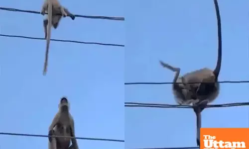 Selfless hero: Monkey risks it all to save trapped creature in heartwarming video, watch here