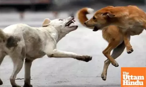 Stray dog attack leaves 11 injured in 2 hours, sparks panic in area