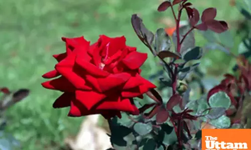 Rose day: More than just a symbol of love, offers health benefits