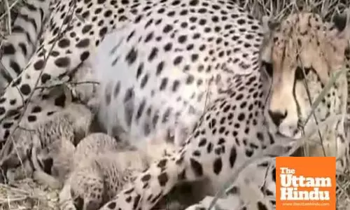 Kuno National Park celebrates as cheetah Gamini gives birth to three cubs again