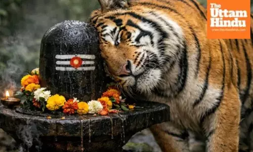 Tiger bows before Shivalinga in Madhya Pradesh forest, video goes viral