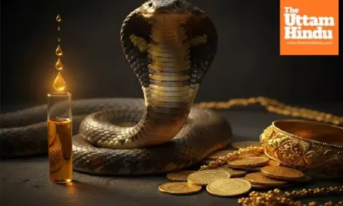 Snake venom’s shocking price revealed, more precious than gold