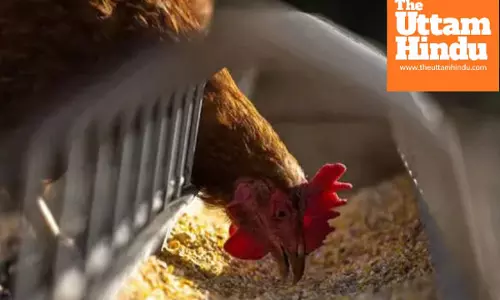 Should you stop eating Eggs and Chicken due to bird flu know what experts say
