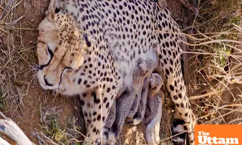 Jwalas big litter: 5 Cheetah cubs born in Kuno, Indias Cheetah count jumps to 53