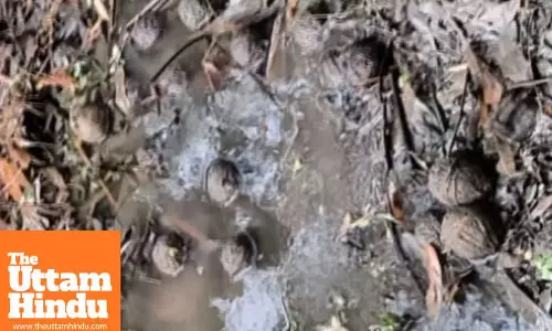 Security forces seize 84 crude bombs and rifle ahead of West Bengal polls