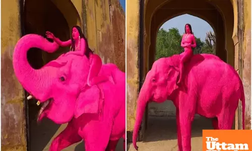 Jaipur photoshoot sparks outrage: Elephant painted pink, animal lovers fume Jaipur photoshoot sparks outrage: Elephant painted pink, animal lovers fume
