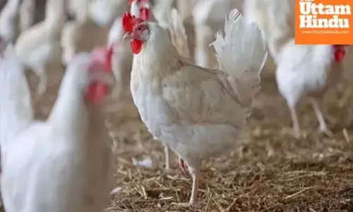 Shocking: Dispute over chicken turns deadly, uncle hacked to death by nephew