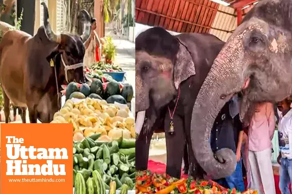 Massive donations, grand feasts for 1 lakh cows and royal treat for elephants; Anant Ambani’s birthday celebrations win hearts Massive donations, grand feasts for 1 lakh cows and royal treat for elephants; Anant Ambani’s birthday celebrations win hearts