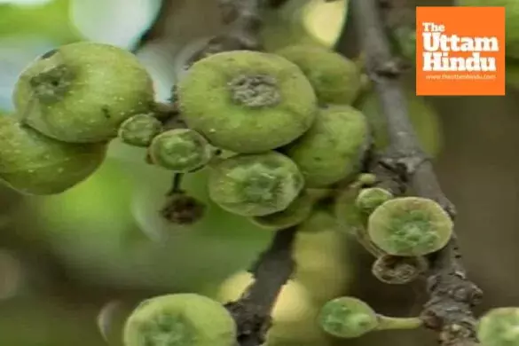 From stomach health to blood sugar control, know the amazing benefits of Gular From stomach health to blood sugar control, know the amazing benefits of Gular