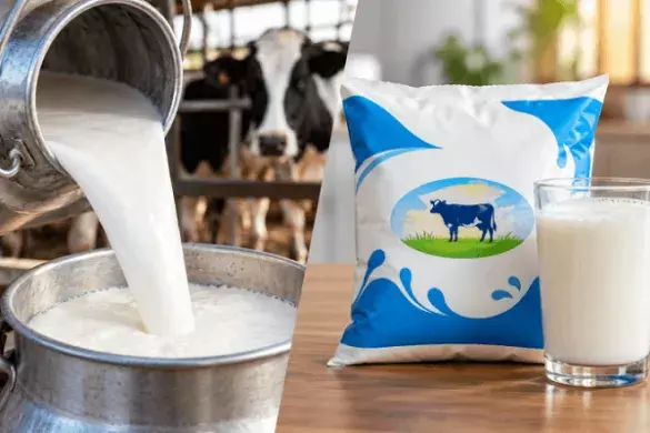 Inflation Shock for Middle Class: Milk Prices Hiked by ₹8 Per Litre After Government Approval